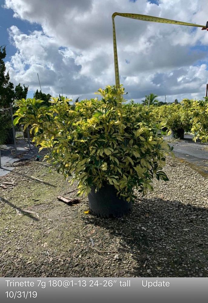 schefflera-arboricola-trinette-umbrella-tree