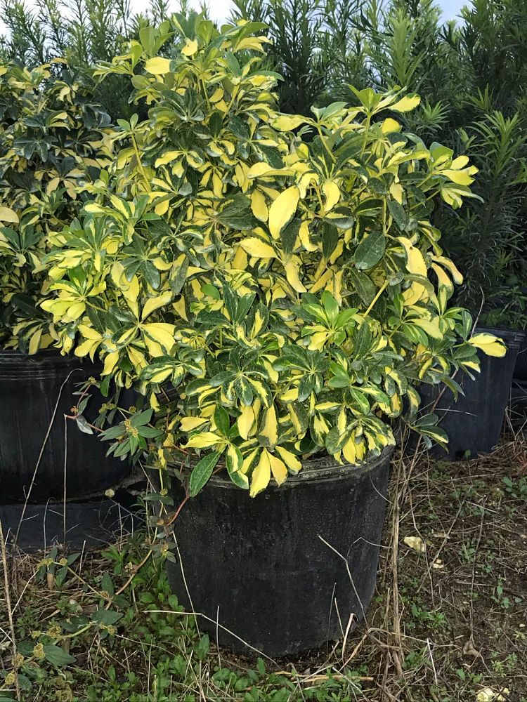 schefflera-arboricola-trinette-umbrella-tree