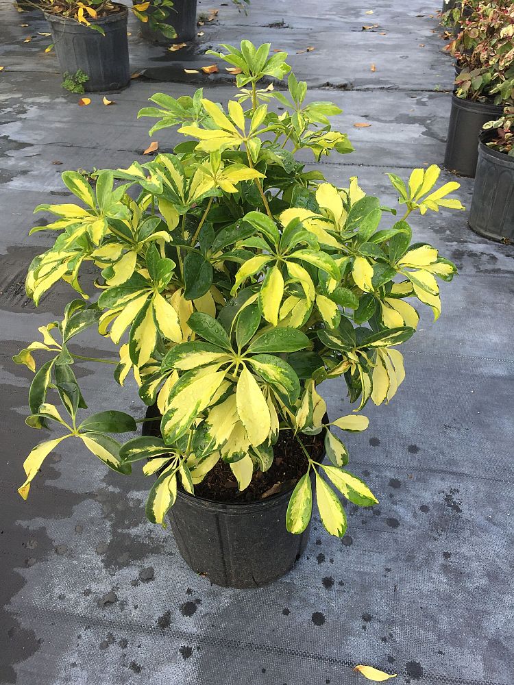 schefflera-arboricola-trinette-umbrella-tree