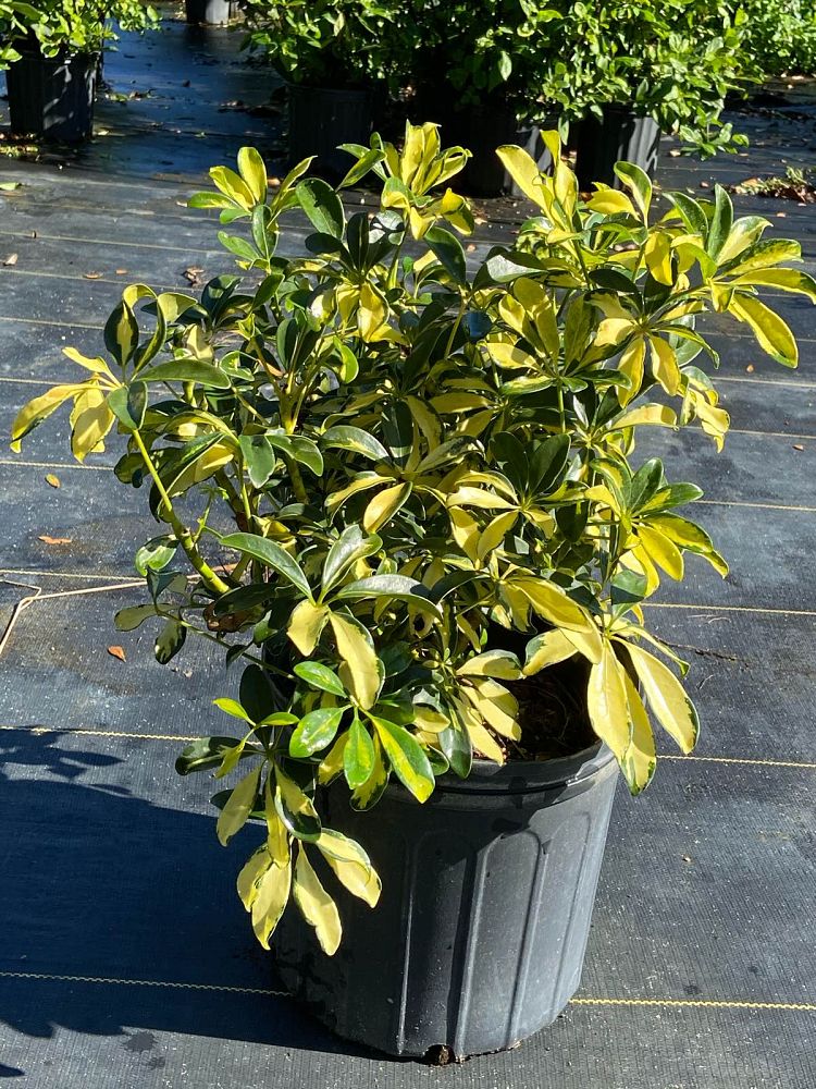 schefflera-arboricola-trinette-umbrella-tree