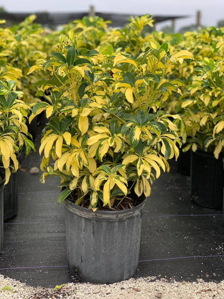 schefflera-arboricola-trinette-umbrella-tree