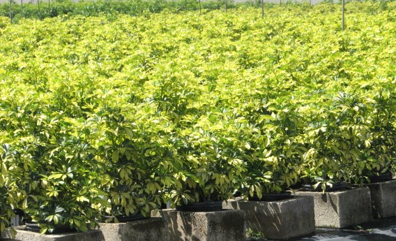schefflera-arboricola-trinette-umbrella-tree