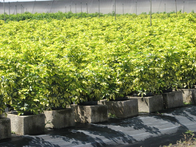 schefflera-arboricola-trinette-umbrella-tree