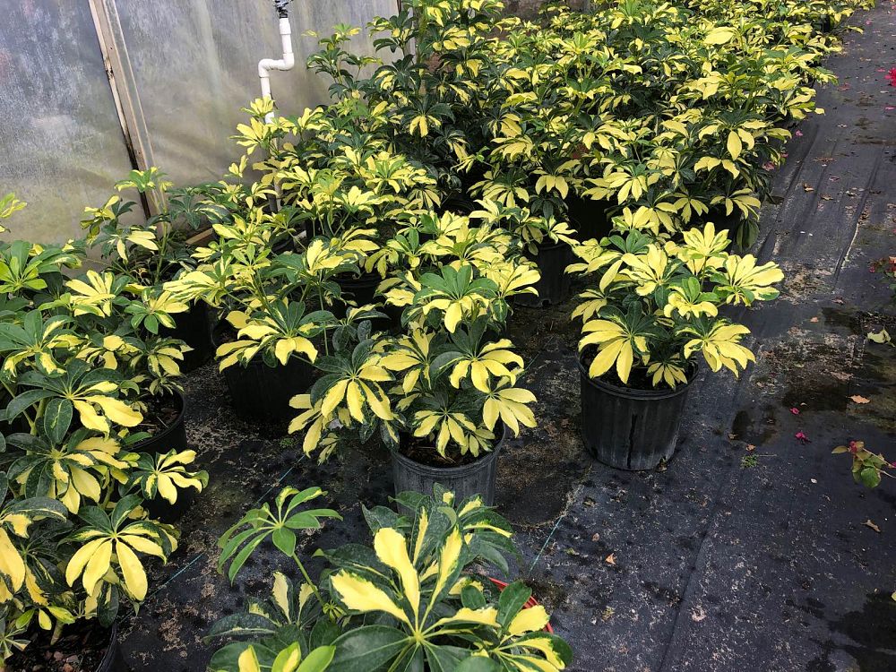 schefflera-arboricola-trinette-umbrella-tree