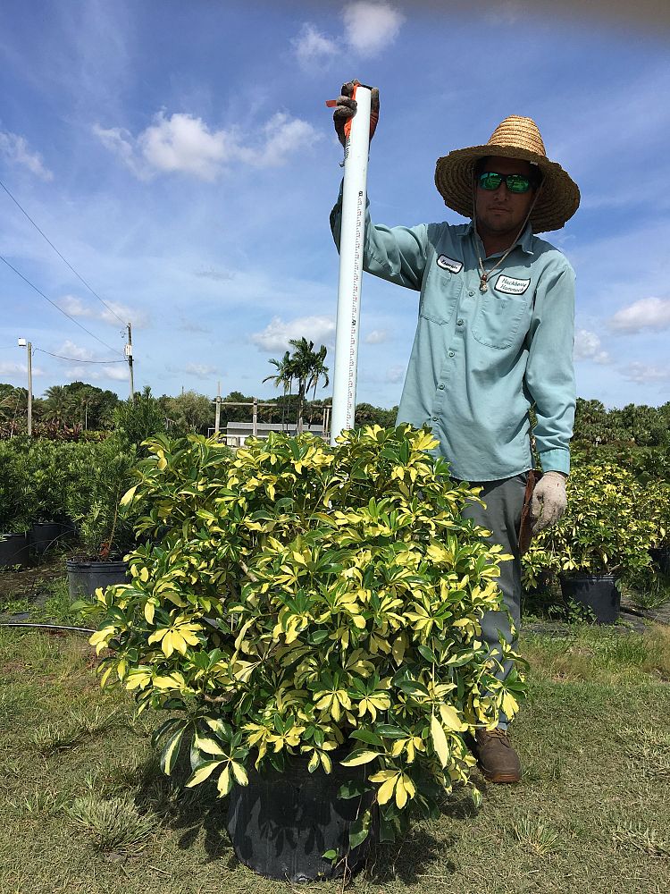 schefflera-arboricola-trinette-umbrella-tree