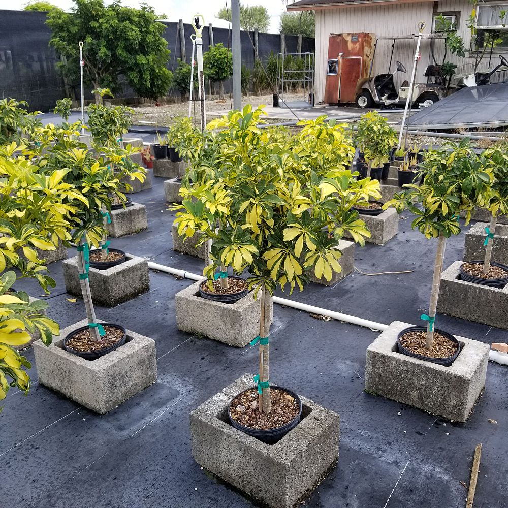 schefflera-arboricola-trinette-umbrella-tree