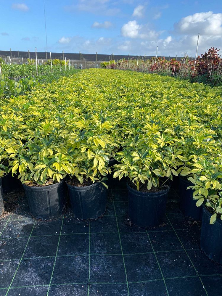 schefflera-arboricola-trinette-umbrella-tree