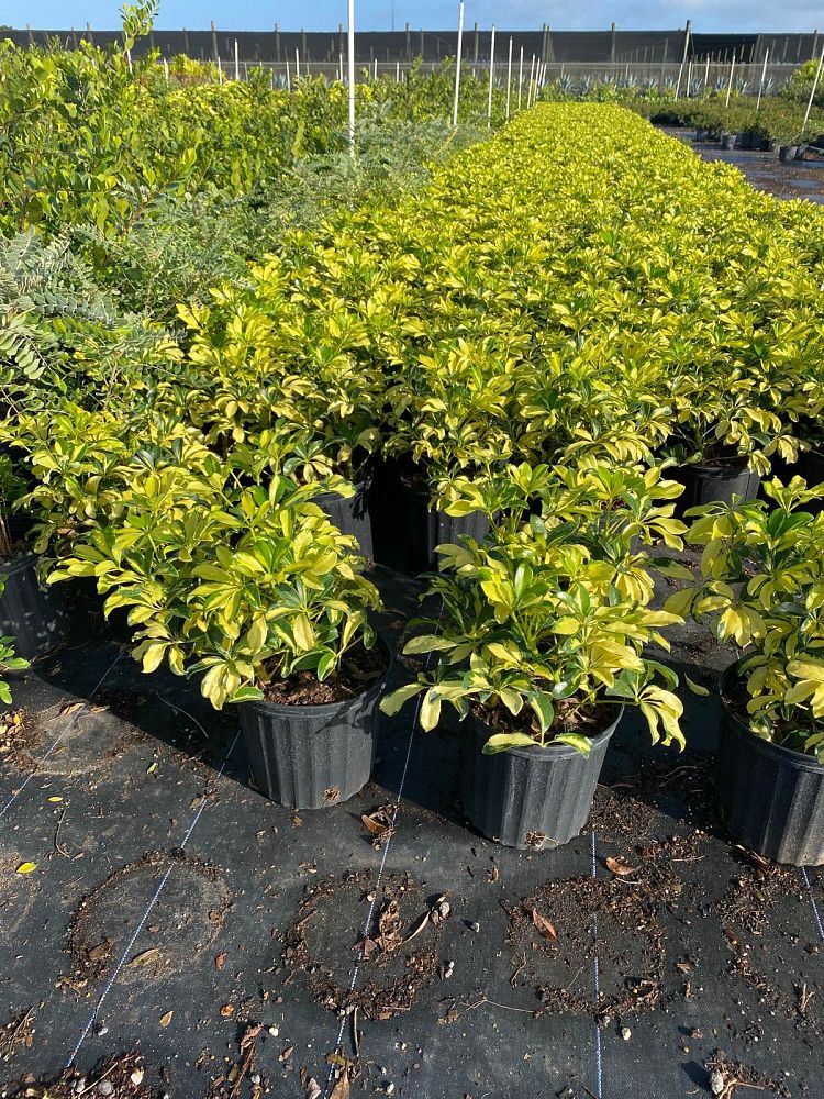 schefflera-arboricola-trinette-umbrella-tree