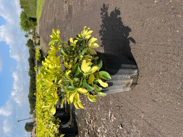 schefflera-arboricola-trinette-umbrella-tree