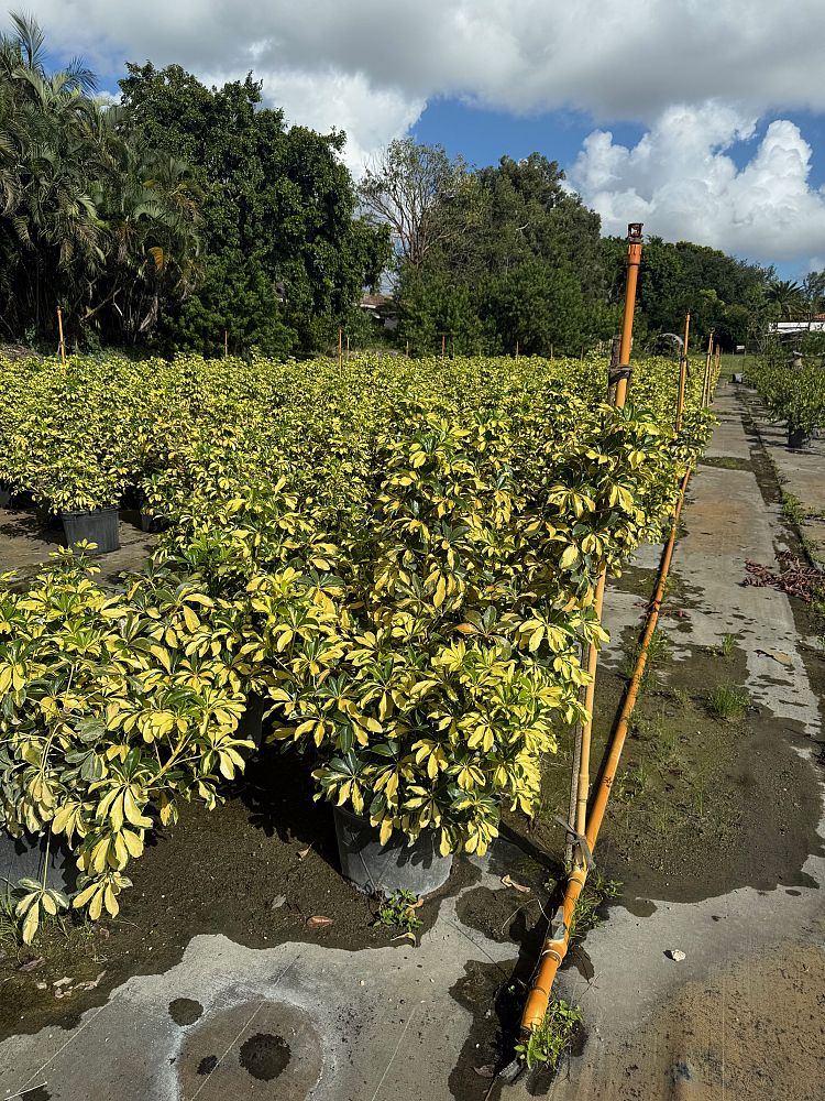 schefflera-arboricola-trinette-umbrella-tree