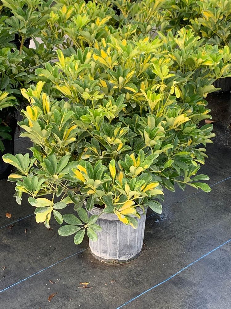 schefflera-arboricola-trinette-umbrella-tree