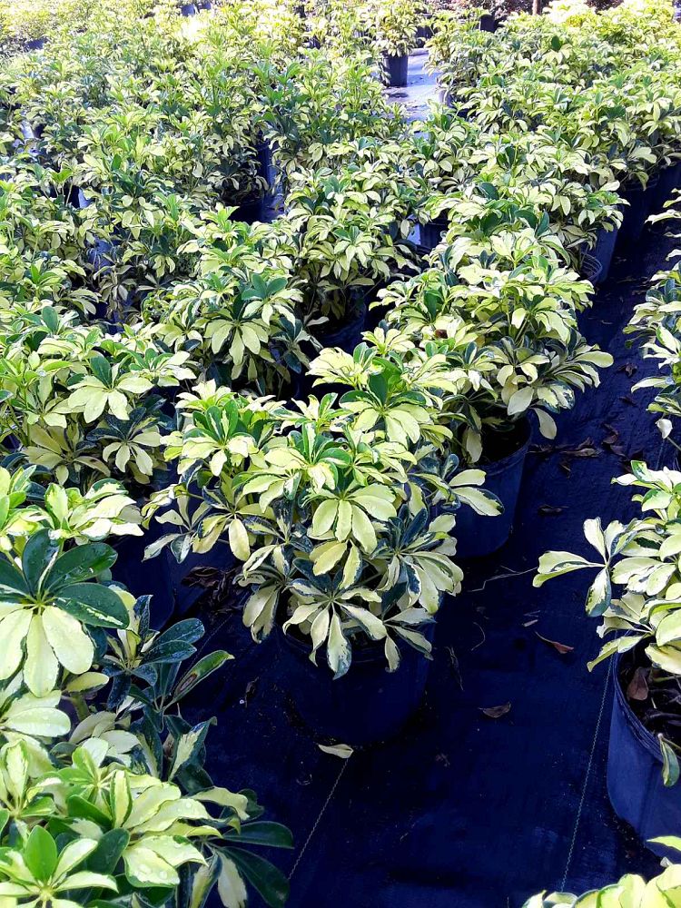 schefflera-arboricola-trinette-umbrella-tree