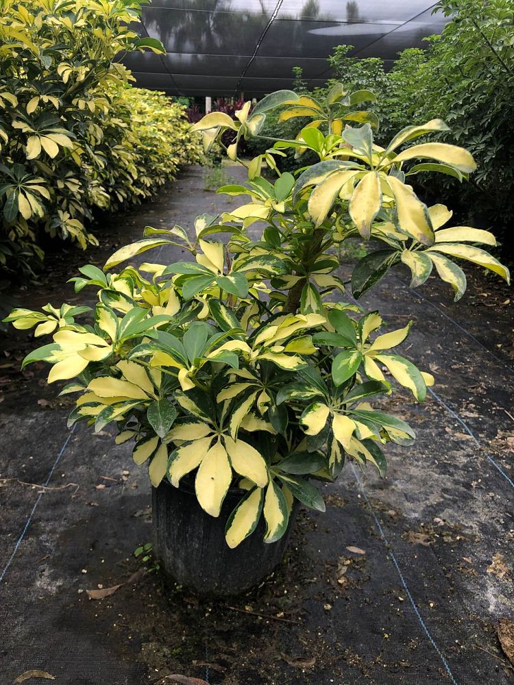 schefflera-arboricola-trinette-umbrella-tree