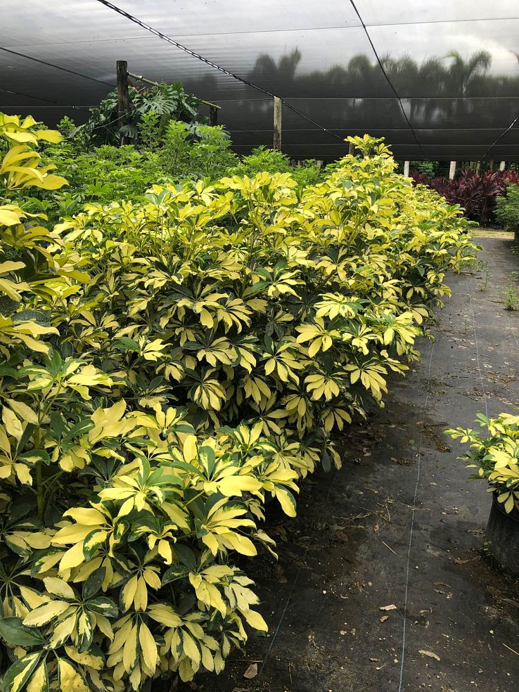schefflera-arboricola-trinette-umbrella-tree