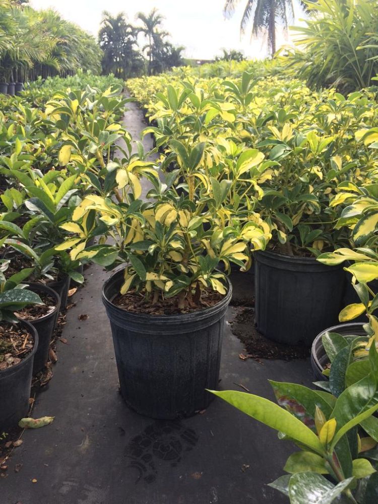 schefflera-arboricola-trinette-umbrella-tree