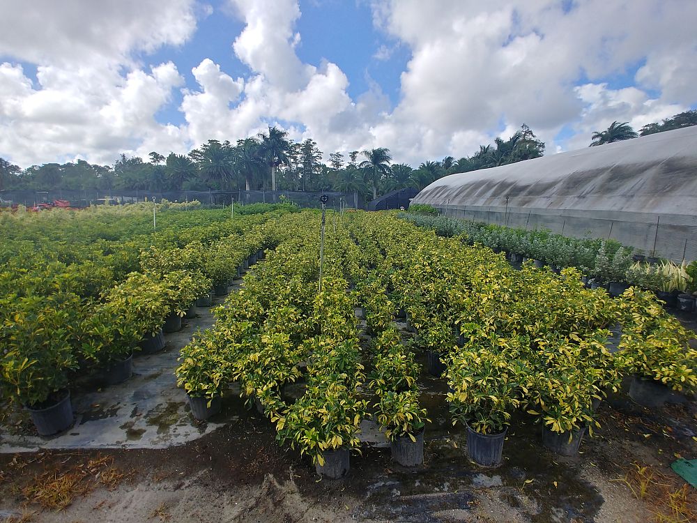 schefflera-arboricola-trinette-umbrella-tree