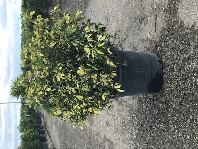 schefflera-arboricola-trinette-umbrella-tree