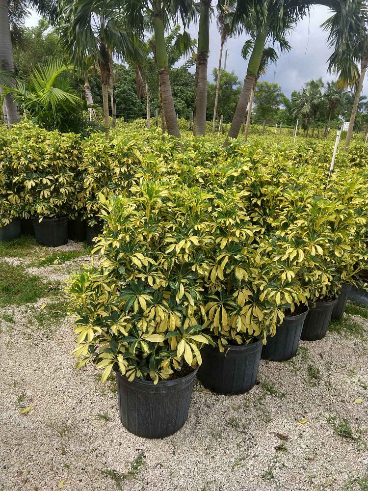 schefflera-arboricola-trinette-umbrella-tree