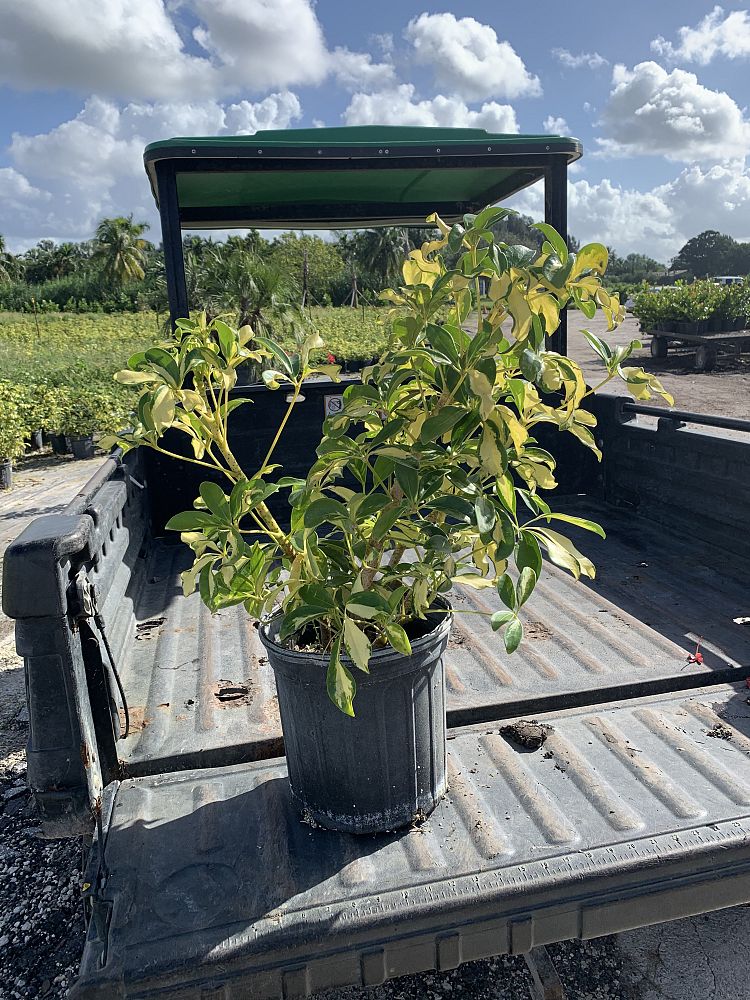 schefflera-arboricola-trinette-umbrella-tree
