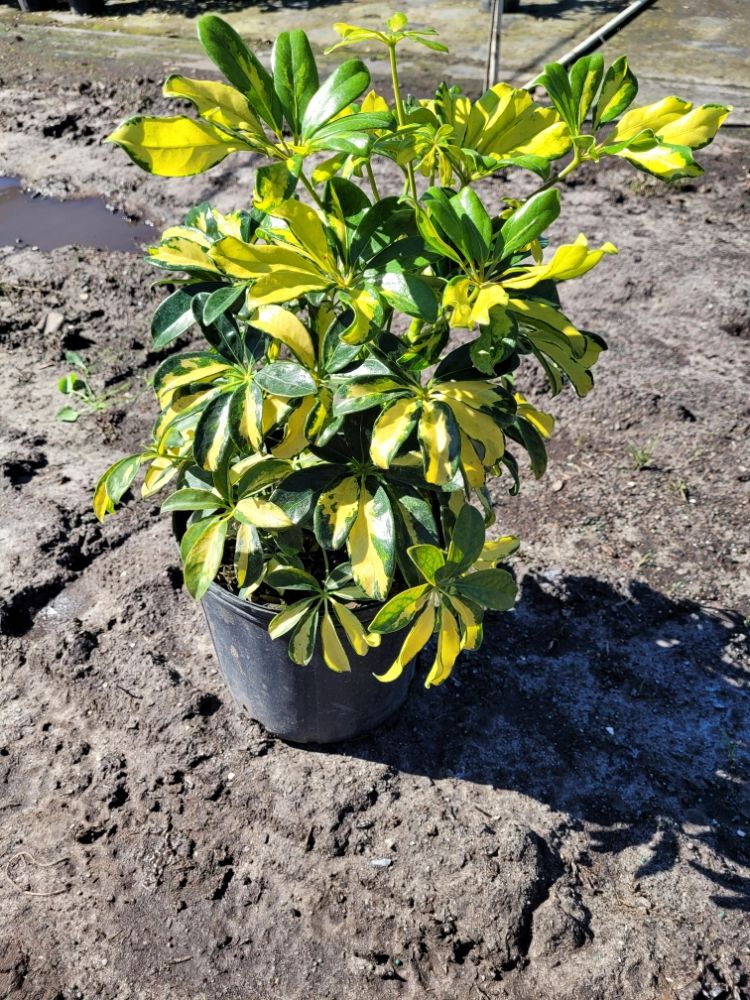 schefflera-arboricola-trinette-umbrella-tree