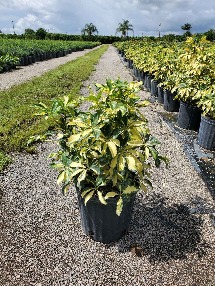 schefflera-arboricola-trinette-umbrella-tree