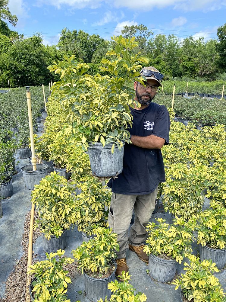 schefflera-arboricola-trinette-umbrella-tree