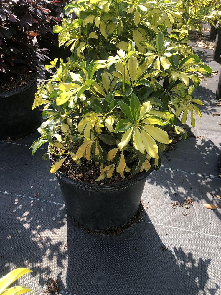 schefflera-arboricola-trinette-umbrella-tree