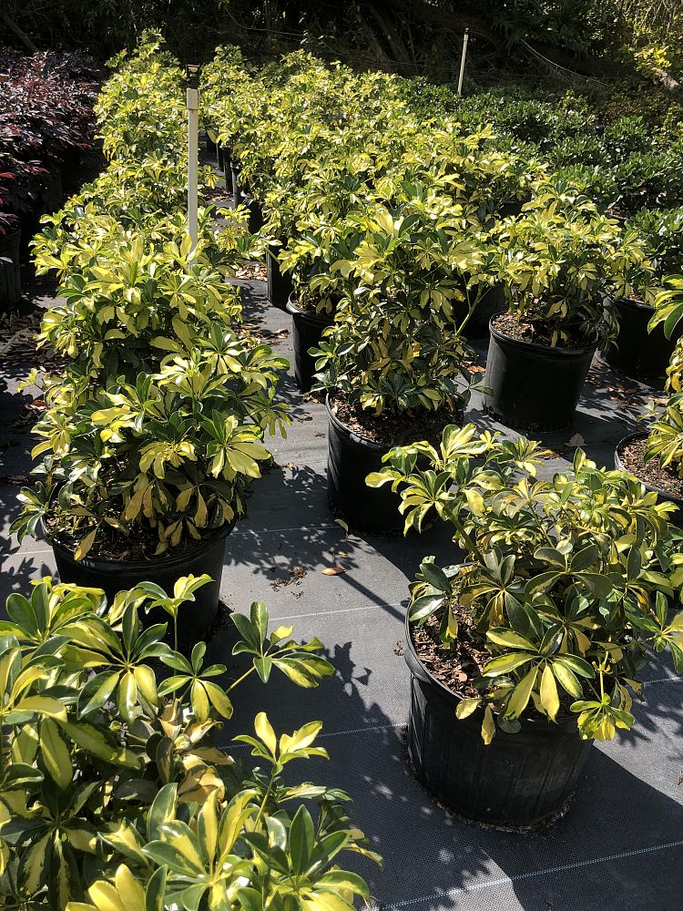 schefflera-arboricola-trinette-umbrella-tree