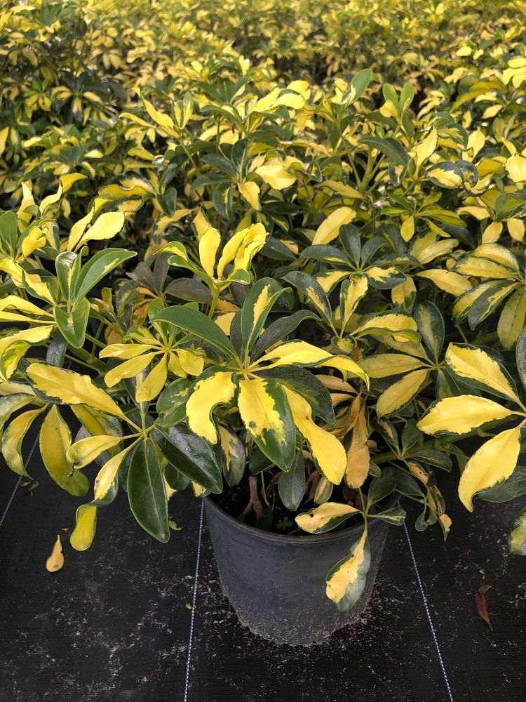 schefflera-arboricola-trinette-umbrella-tree