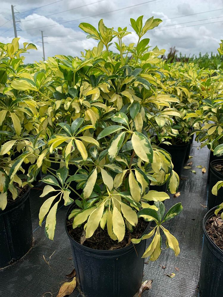 schefflera-arboricola-trinette-umbrella-tree