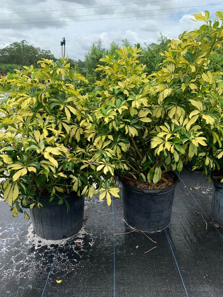 schefflera-arboricola-trinette-umbrella-tree