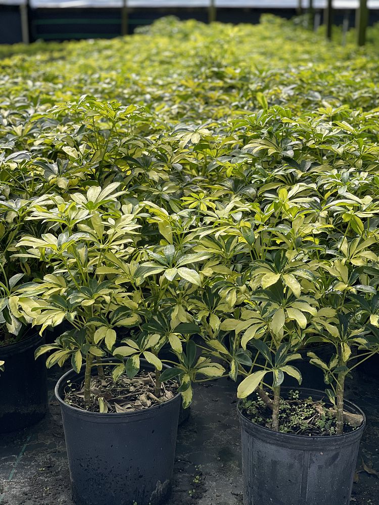 schefflera-arboricola-trinette-umbrella-tree