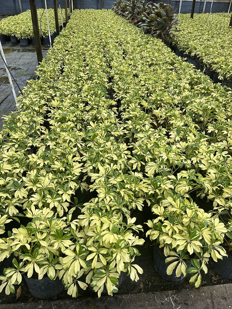 schefflera-arboricola-trinette-umbrella-tree