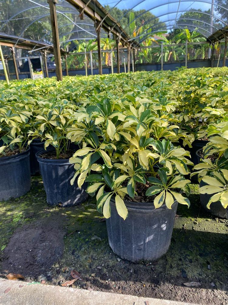 schefflera-arboricola-trinette-umbrella-tree