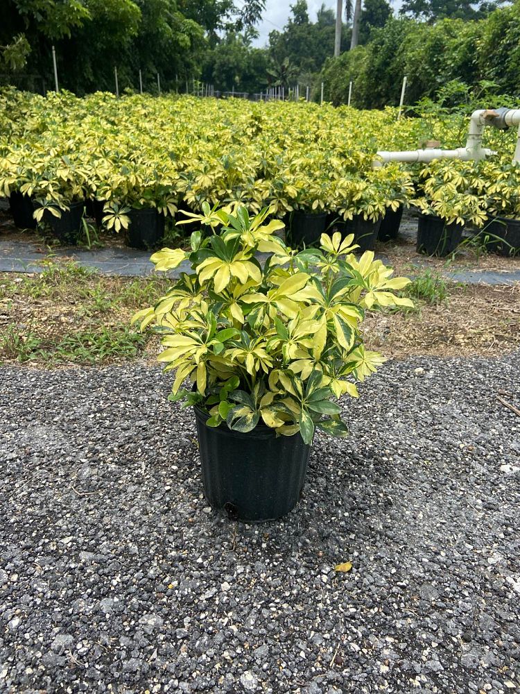 schefflera-arboricola-trinette-umbrella-tree