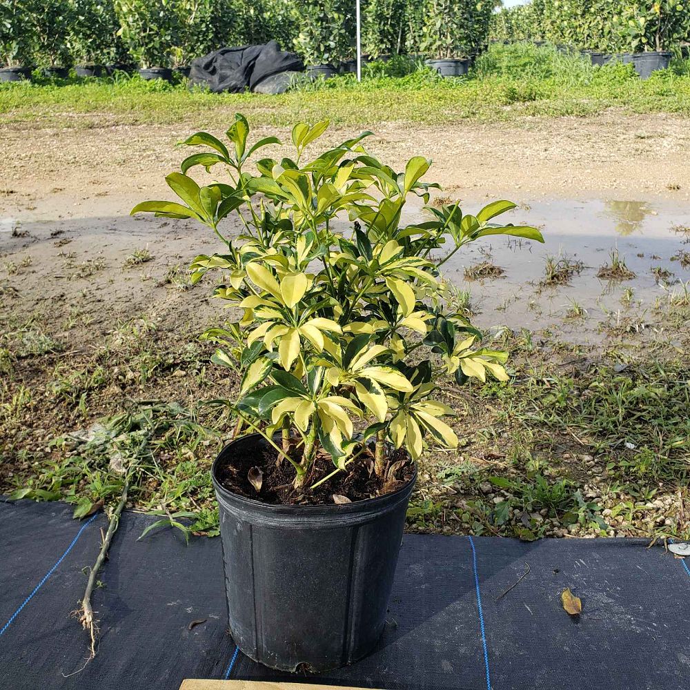 schefflera-arboricola-trinette-umbrella-tree