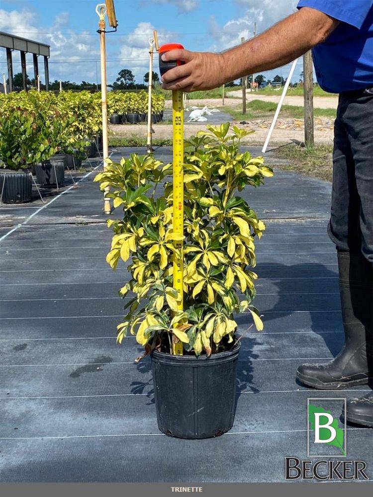 schefflera-arboricola-trinette-umbrella-tree