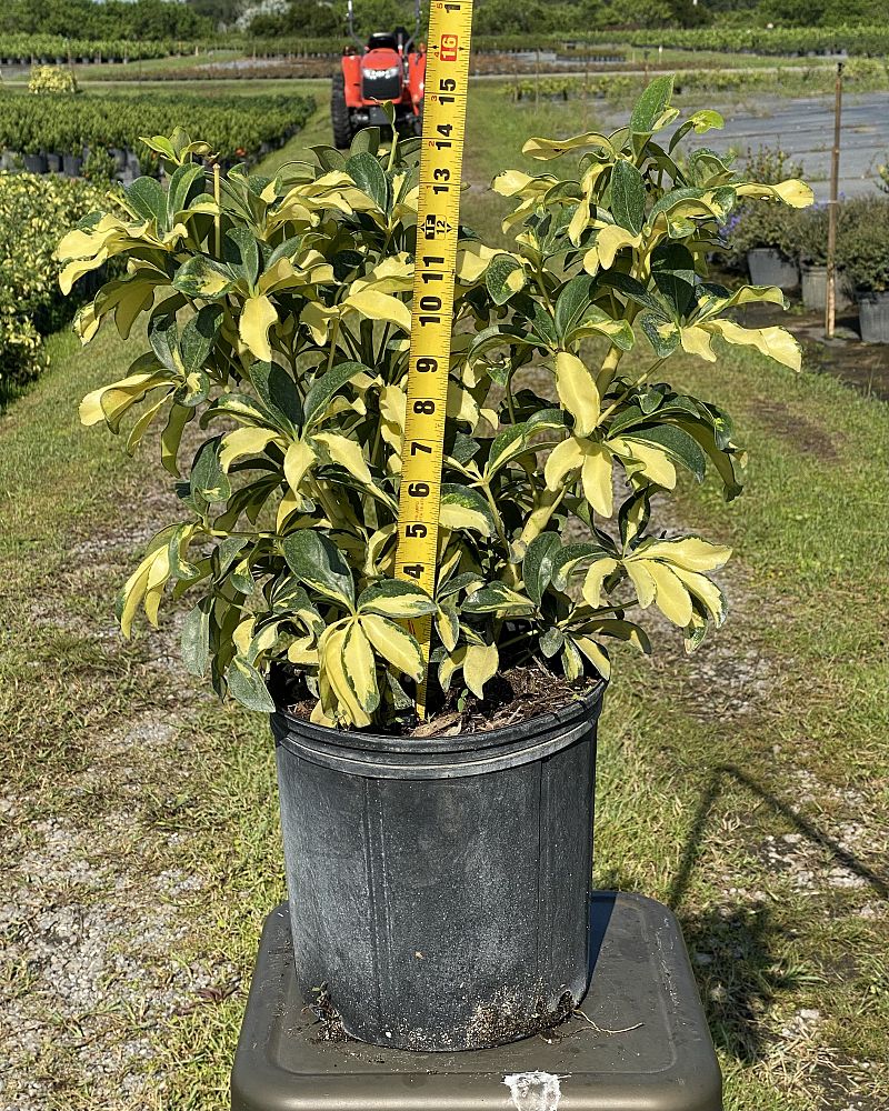 schefflera-arboricola-trinette-umbrella-tree