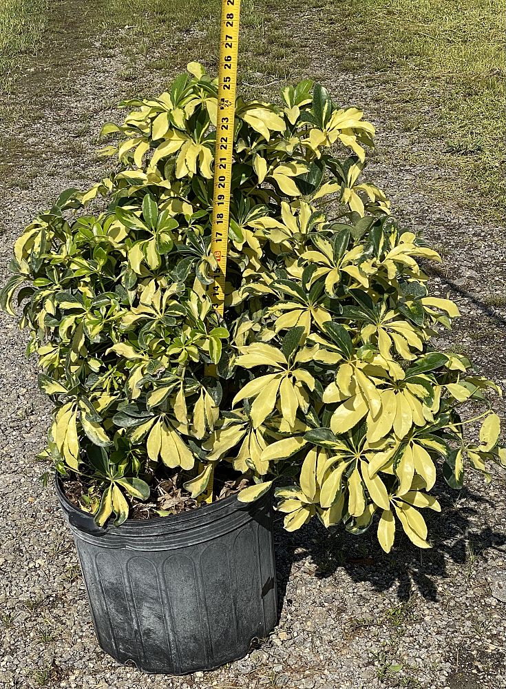 schefflera-arboricola-trinette-umbrella-tree