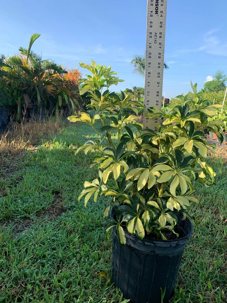 schefflera-arboricola-trinette-umbrella-tree