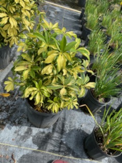 schefflera-arboricola-trinette-umbrella-tree