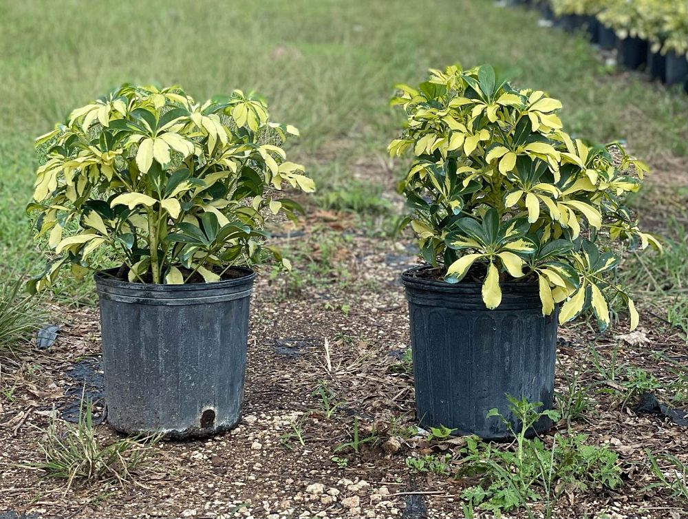 schefflera-arboricola-trinette-umbrella-tree
