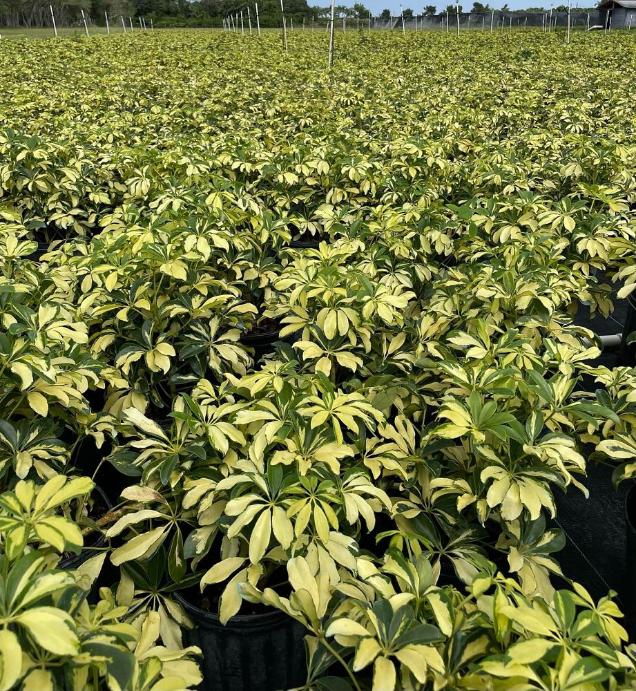 schefflera-arboricola-trinette-umbrella-tree