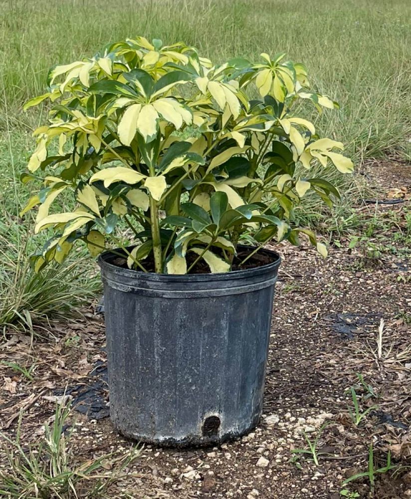 schefflera-arboricola-trinette-umbrella-tree