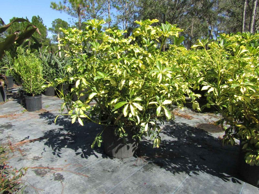 schefflera-arboricola-trinette-umbrella-tree