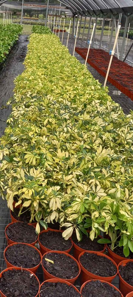 schefflera-arboricola-trinette-umbrella-tree