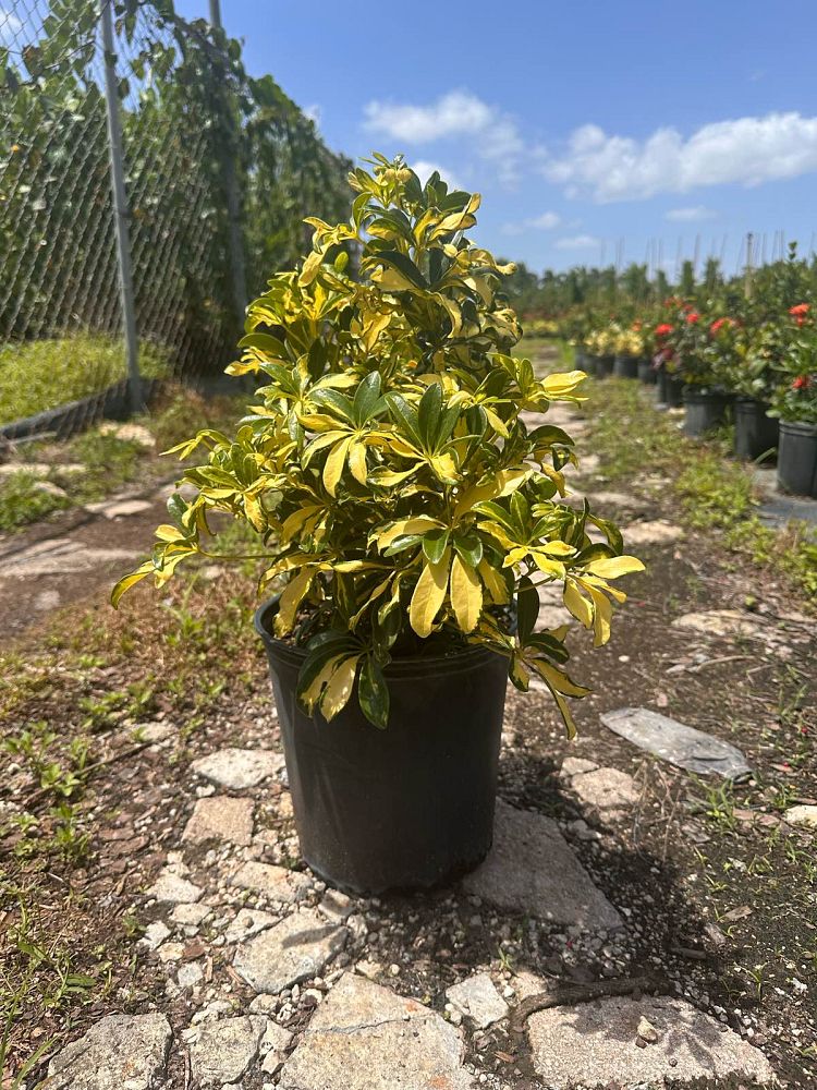 schefflera-arboricola-trinette-umbrella-tree