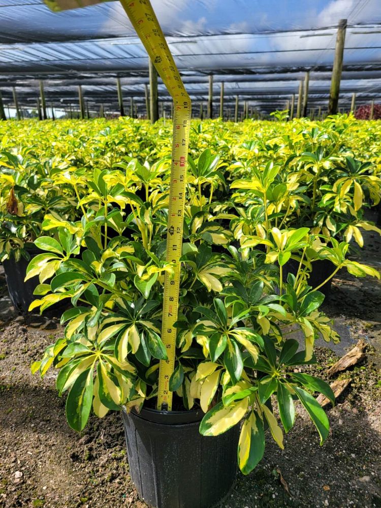 schefflera-arboricola-trinette-umbrella-tree