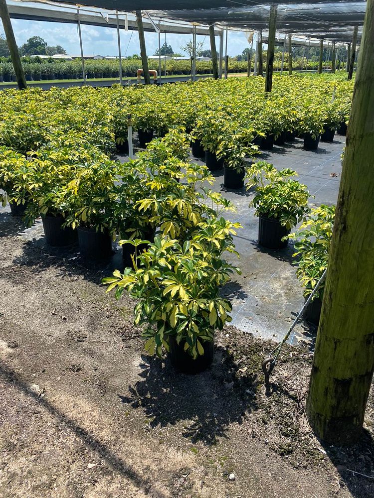 schefflera-arboricola-trinette-umbrella-tree