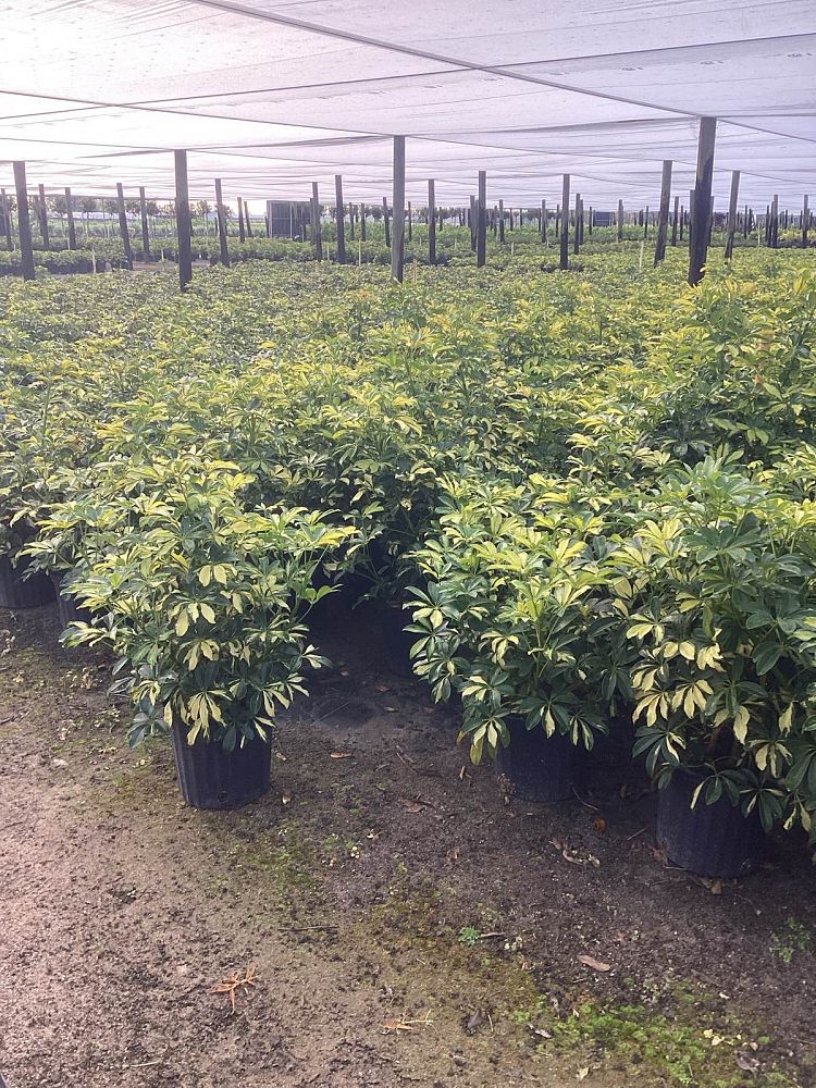 schefflera-arboricola-trinette-umbrella-tree